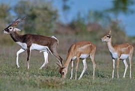 Antelopes at Gajner Wildlife Sanctuary near Bikaner